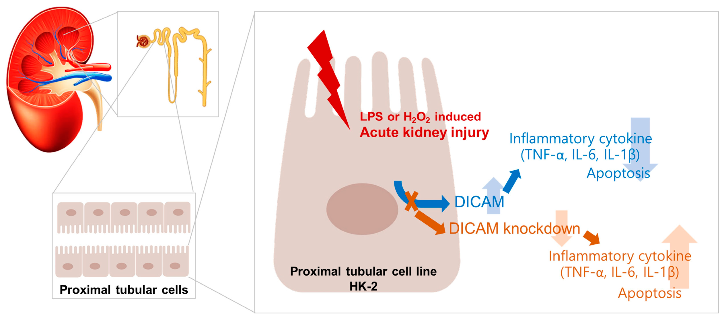 Cimb 46 00115 g007 Cimb 46 00115 g007