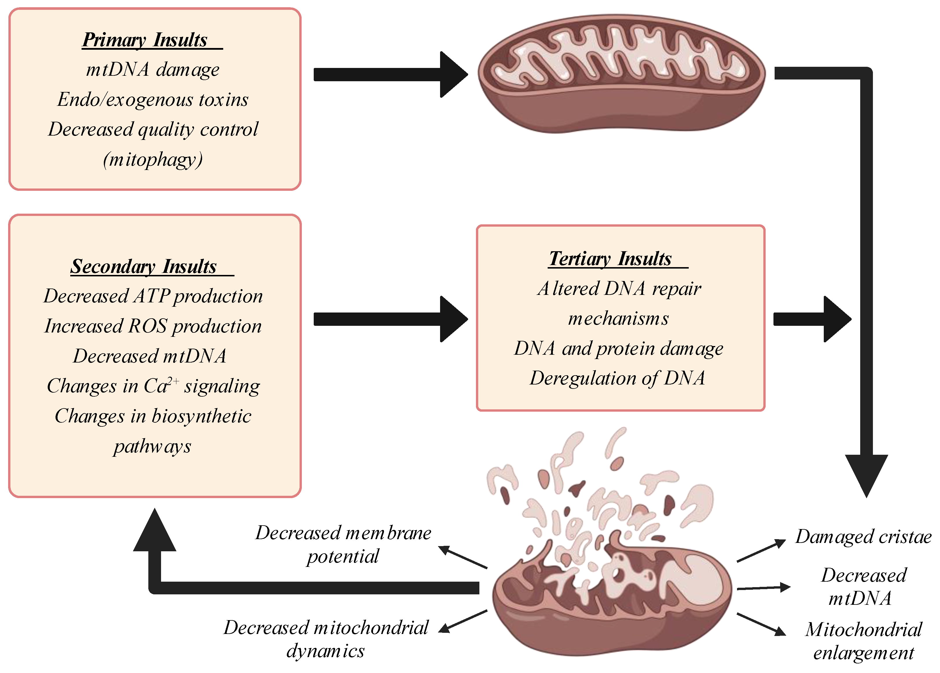 CIMB | Free Full-Text | Mitochondrial Dysfunction: A Key Player in ...