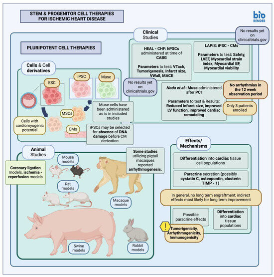 To Repair a Broken Heart: Stem Cells in Ischemic Heart Disease