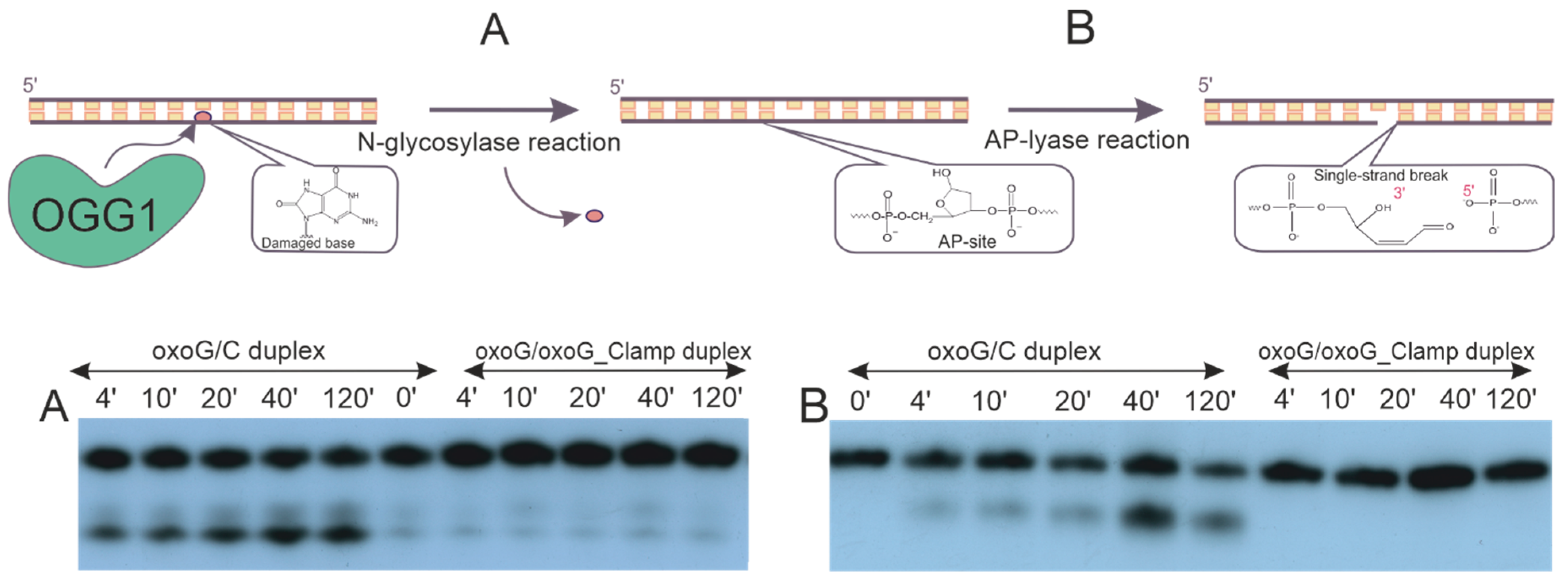 Cimb 46 00253 g005 Cimb 46 00253 g005