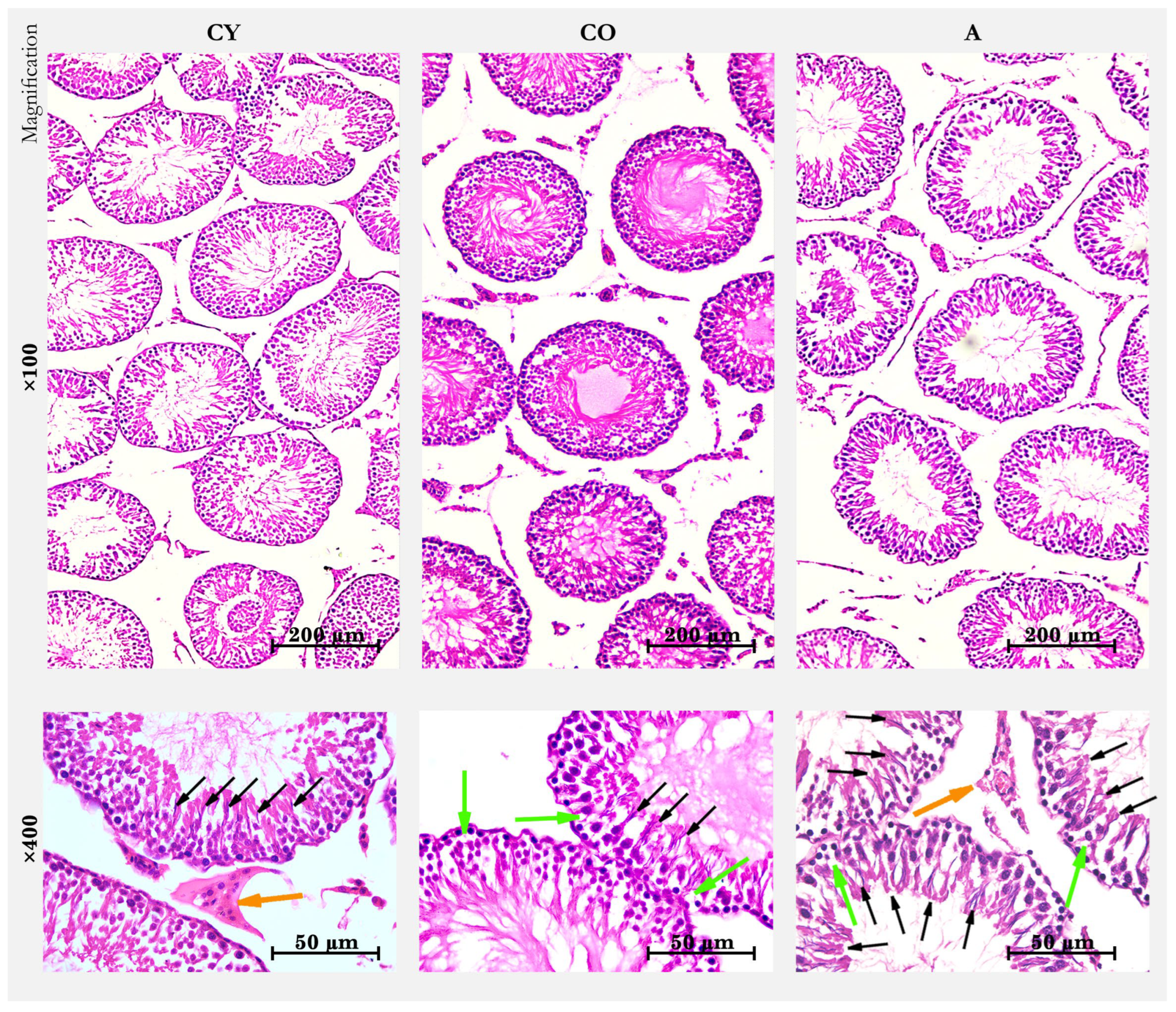 Cimb 46 00270 g001 Cimb 46 00270 g001