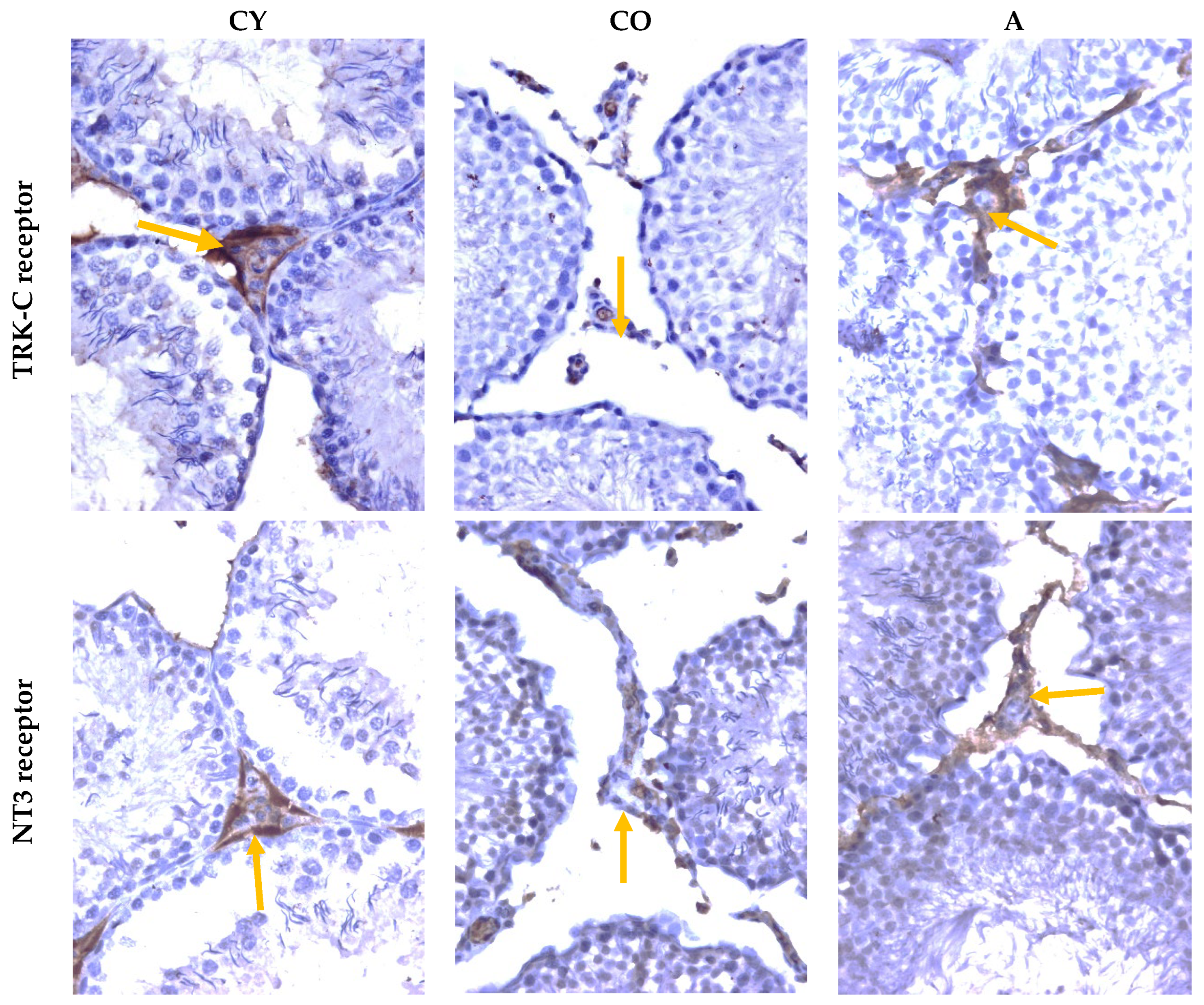 Cimb 46 00270 g005 Cimb 46 00270 g005