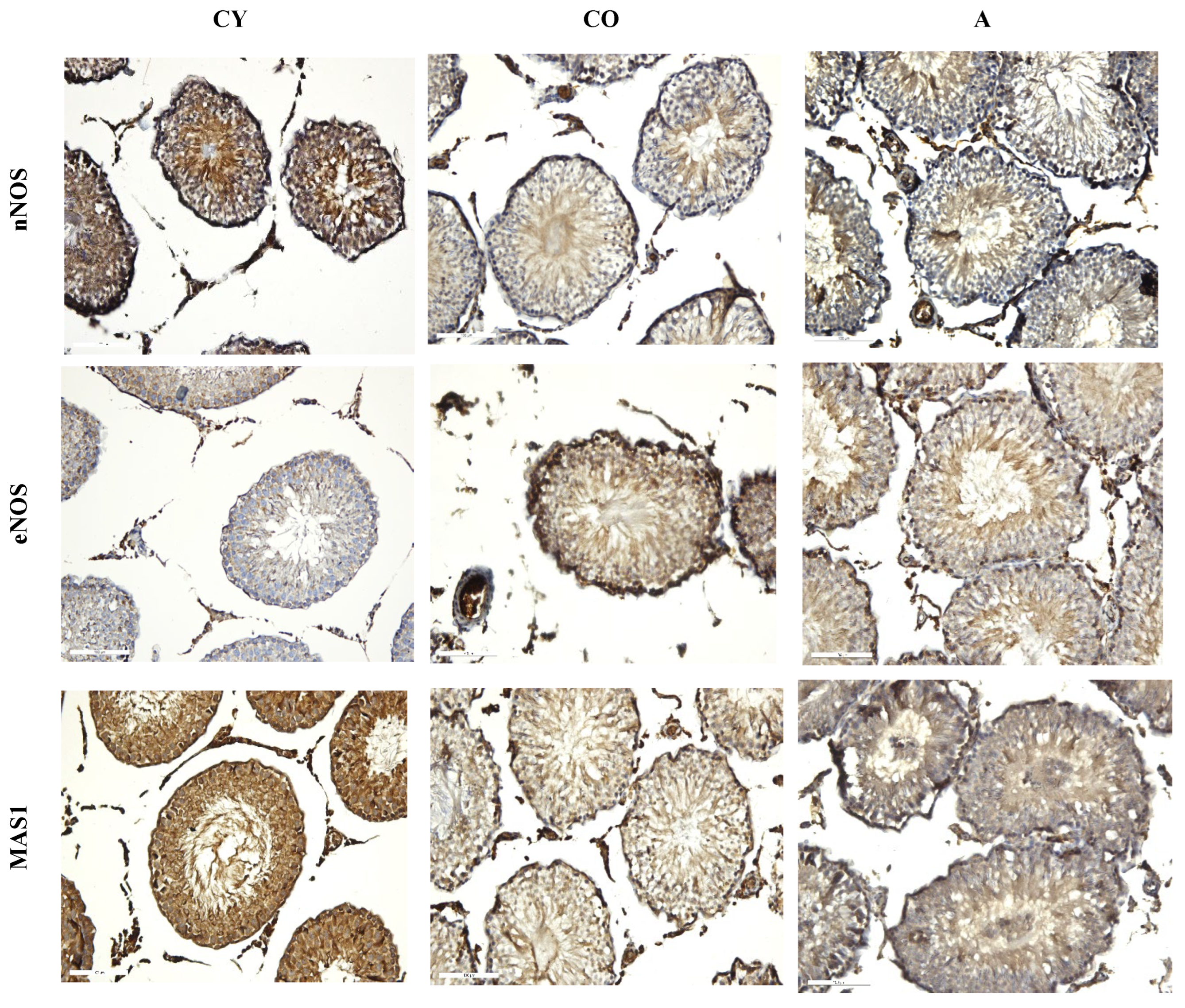 Cimb 46 00270 g006 Cimb 46 00270 g006
