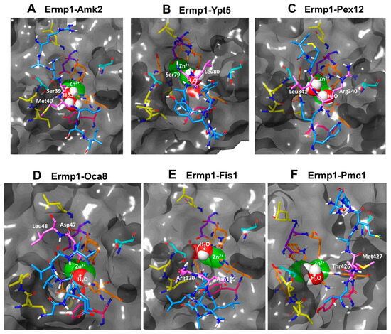 In Silico Analysis of Protein–Protein Interactions of Putative