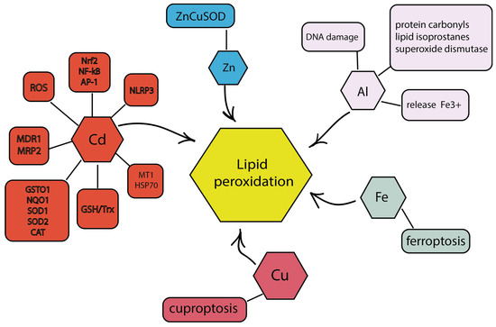 Oxidative Stress in Breast Cancer: A Biochemical Map of Reactive Oxygen Species Production