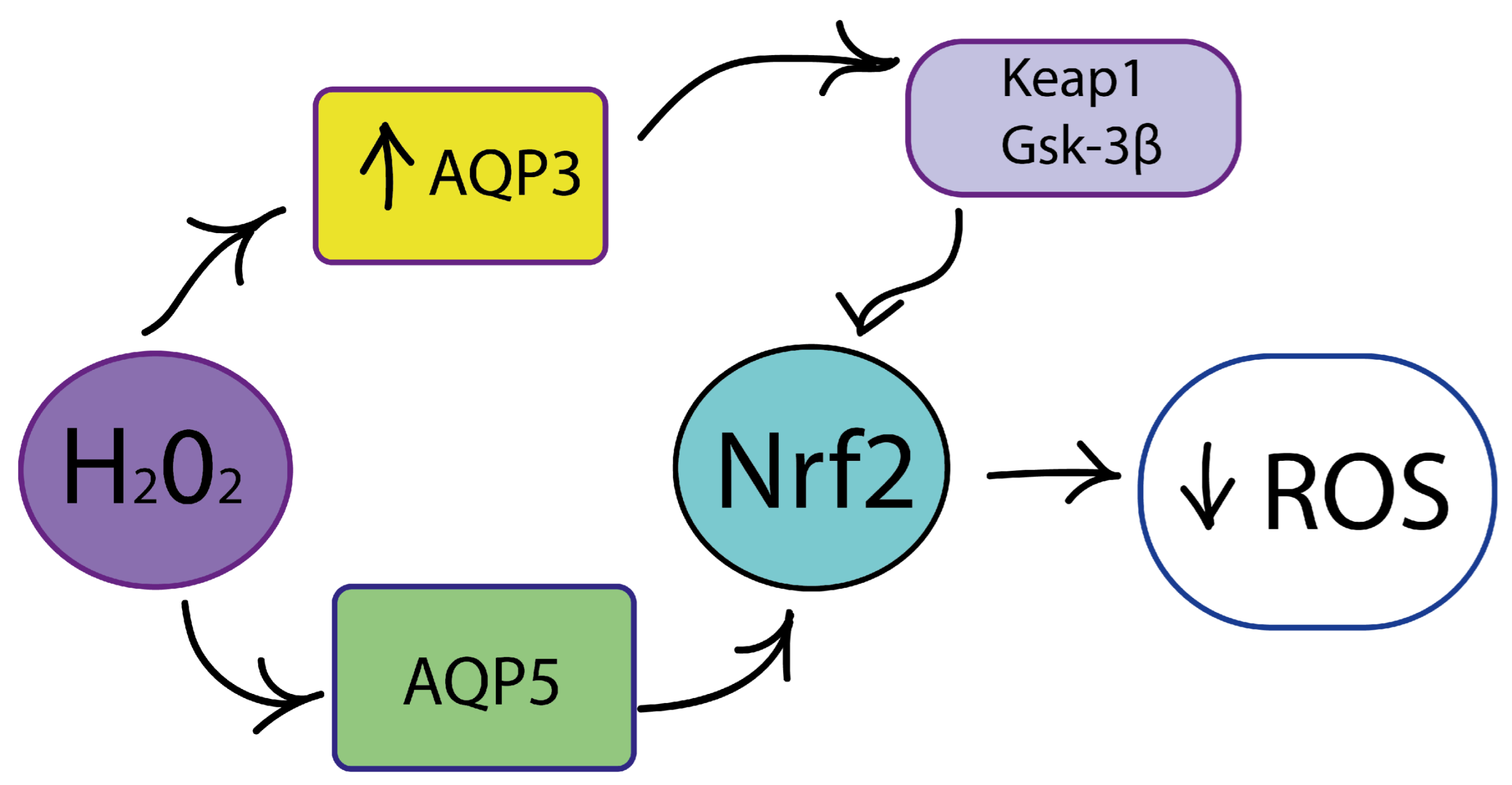 Cimb 46 00282 g005 Cimb 46 00282 g005