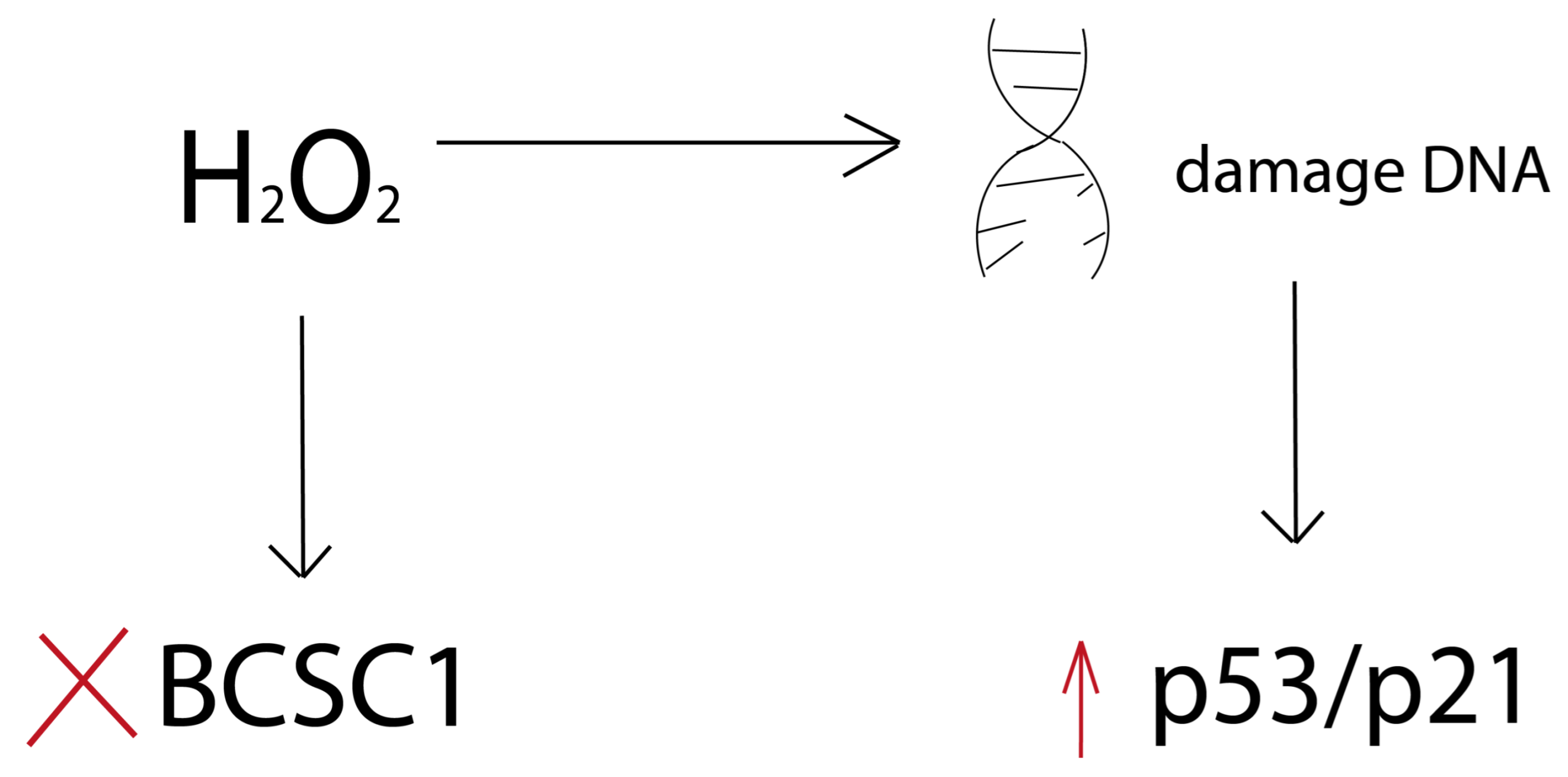 Cimb 46 00282 g006 Cimb 46 00282 g006