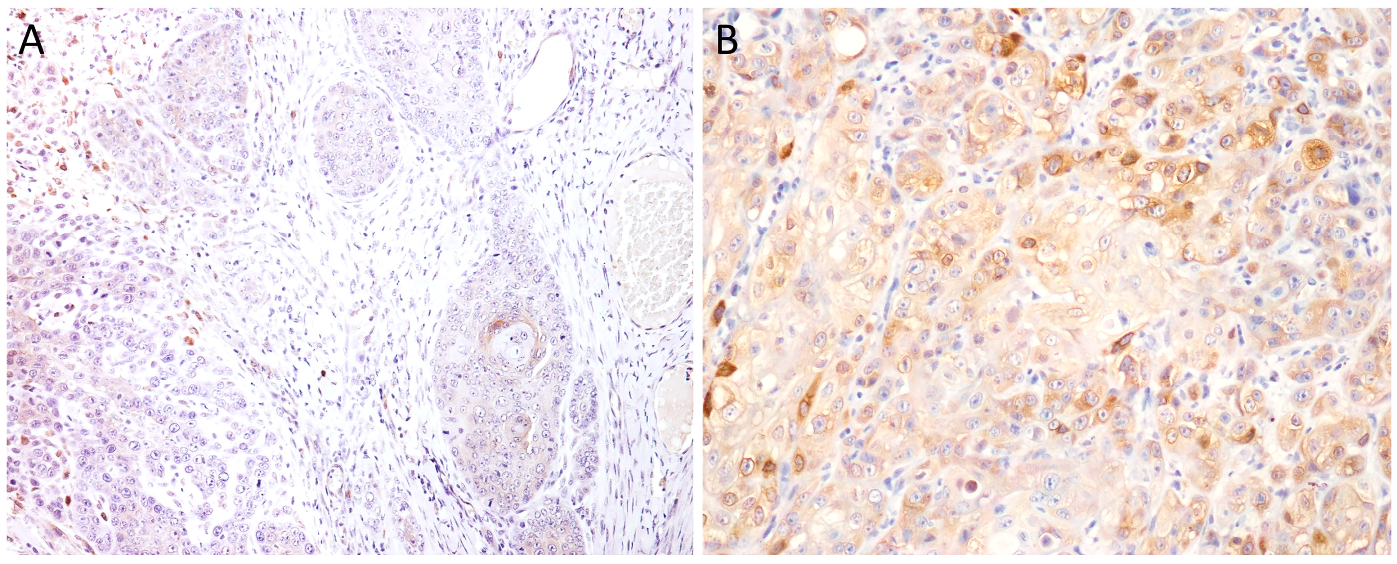 Cimb 46 00297 g005 Cimb 46 00297 g005