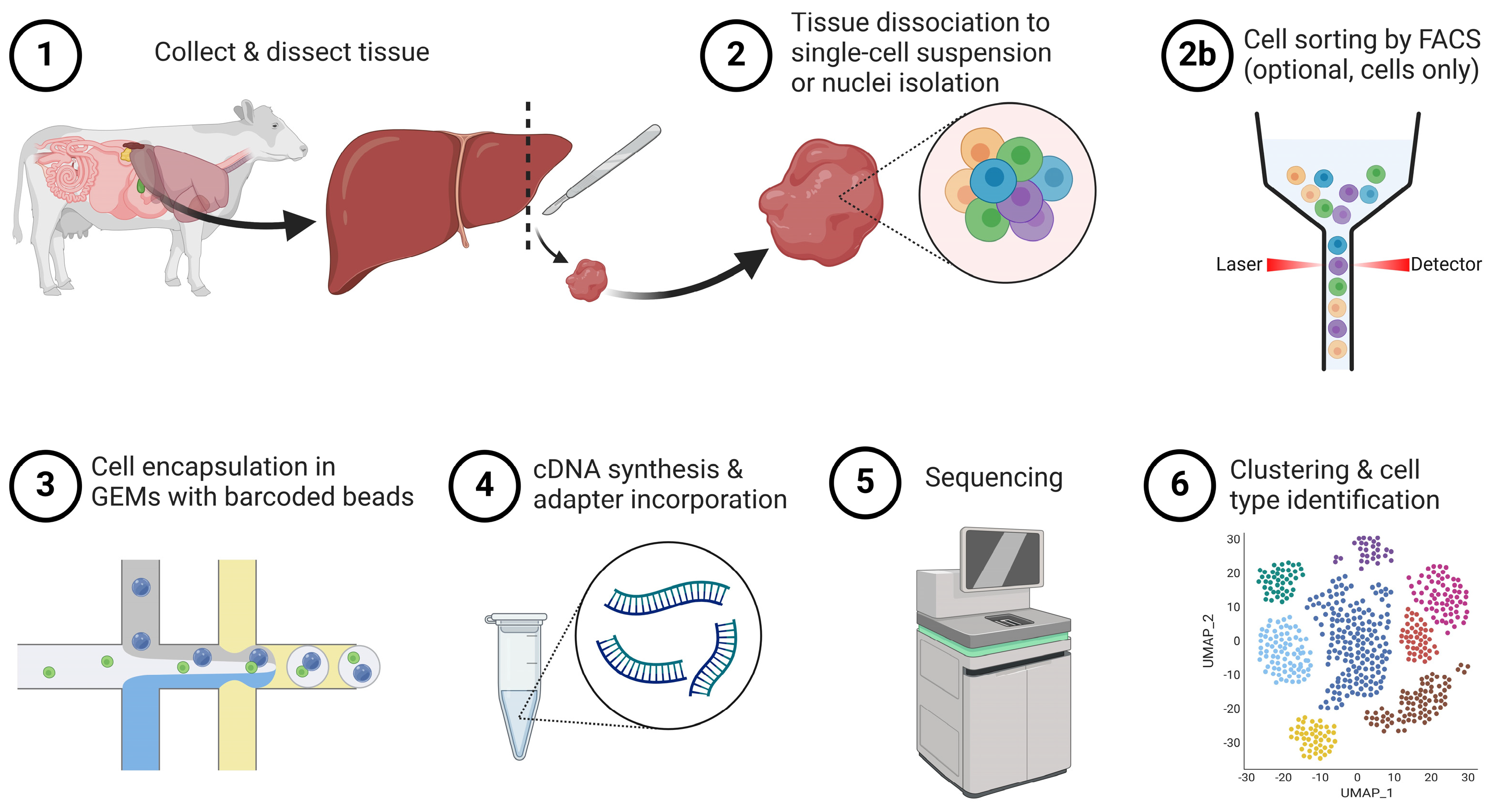 Single-Cell Sequencing Technology in Ruminant Livestock