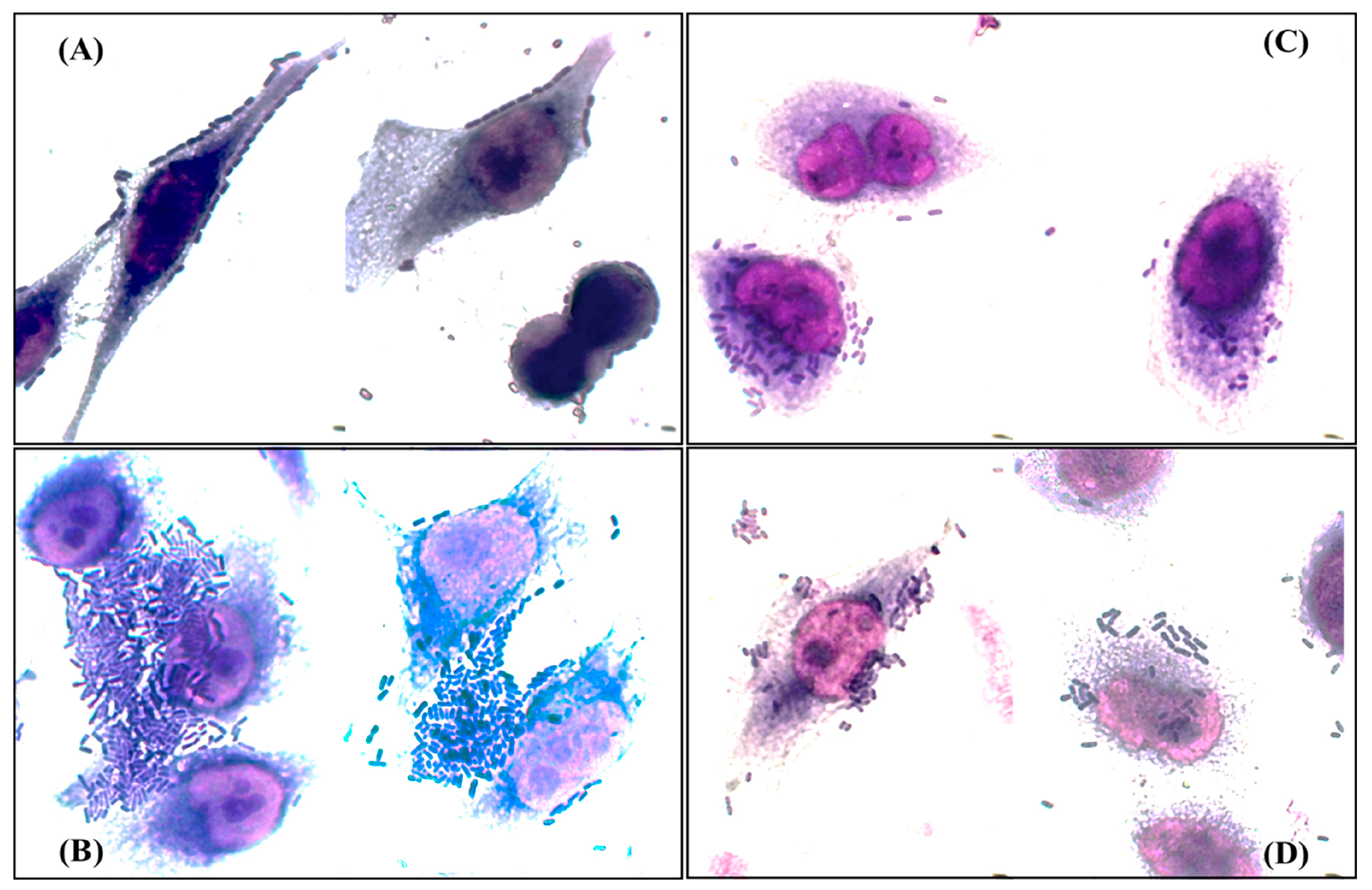 Cimb 46 00353 g002 Cimb 46 00353 g002