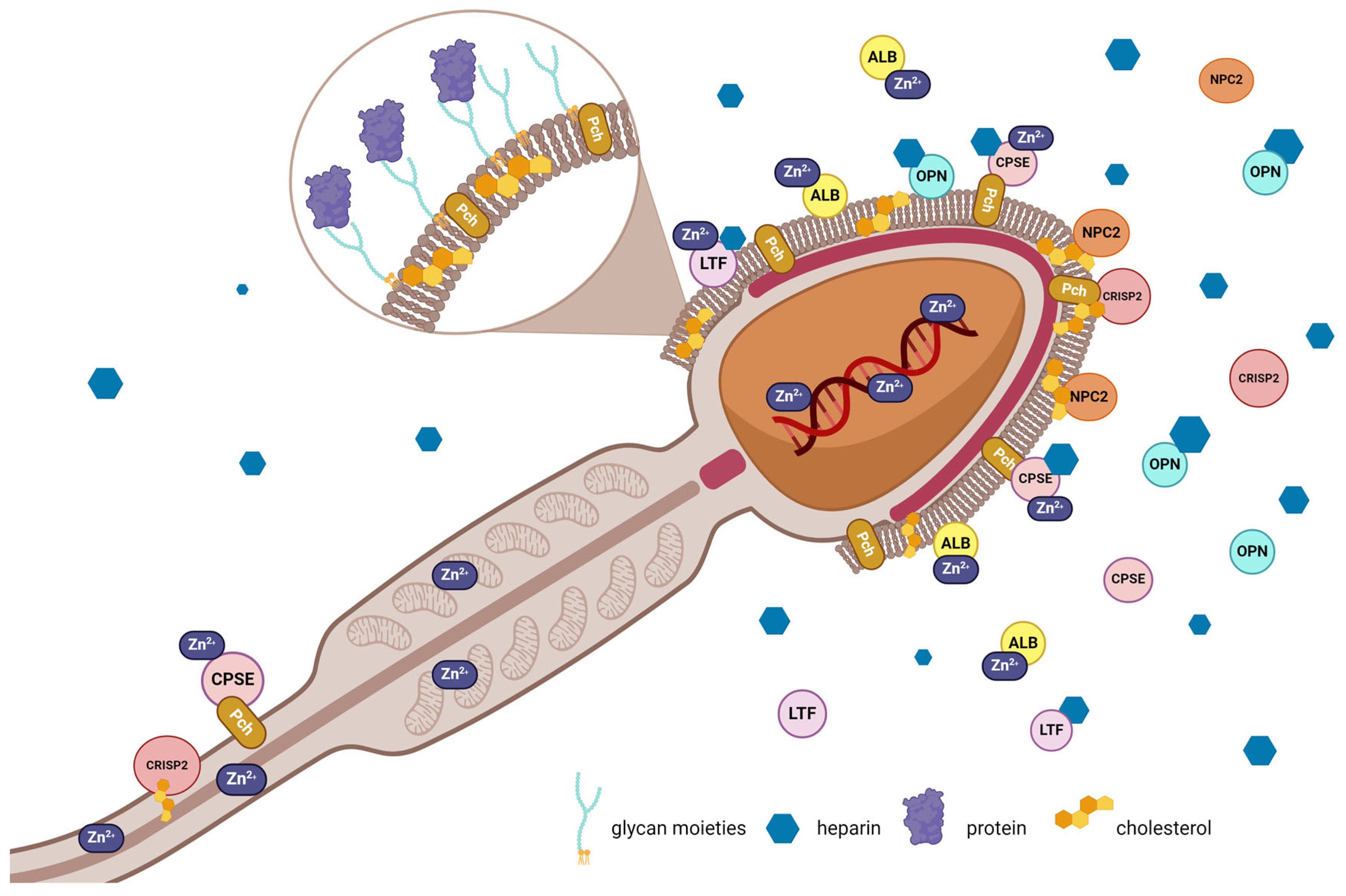 Cimb 46 00367 g004 Cimb 46 00367 g004