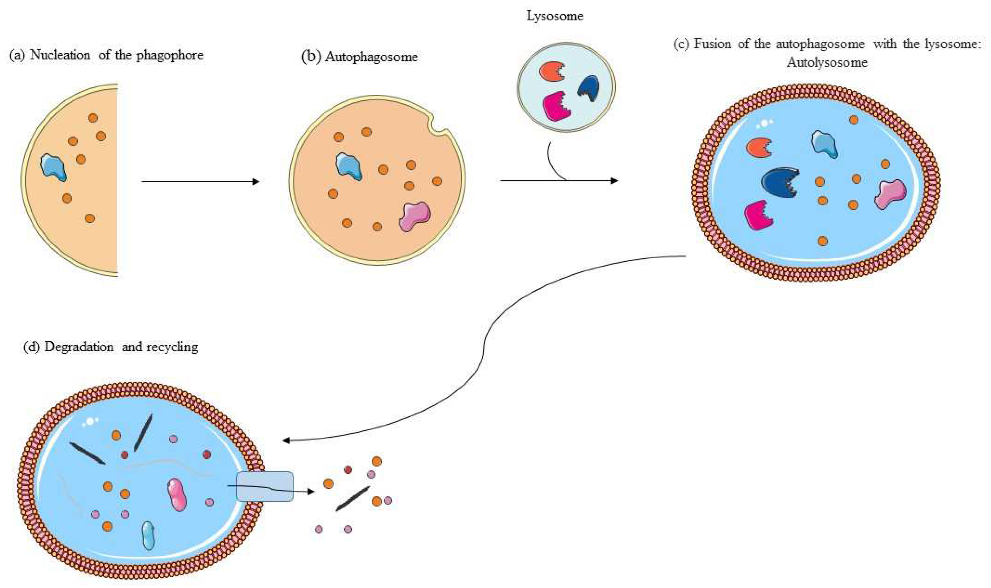 Interplay among Oxidative Stress, Autophagy, and the