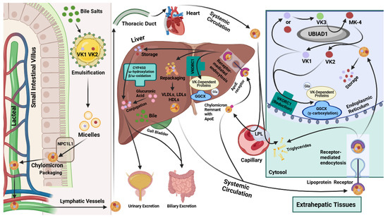 Beyond the Coagulation Cascade: Vitamin K and Its Multifaceted Impact on  Human and Domesticated Animal Health