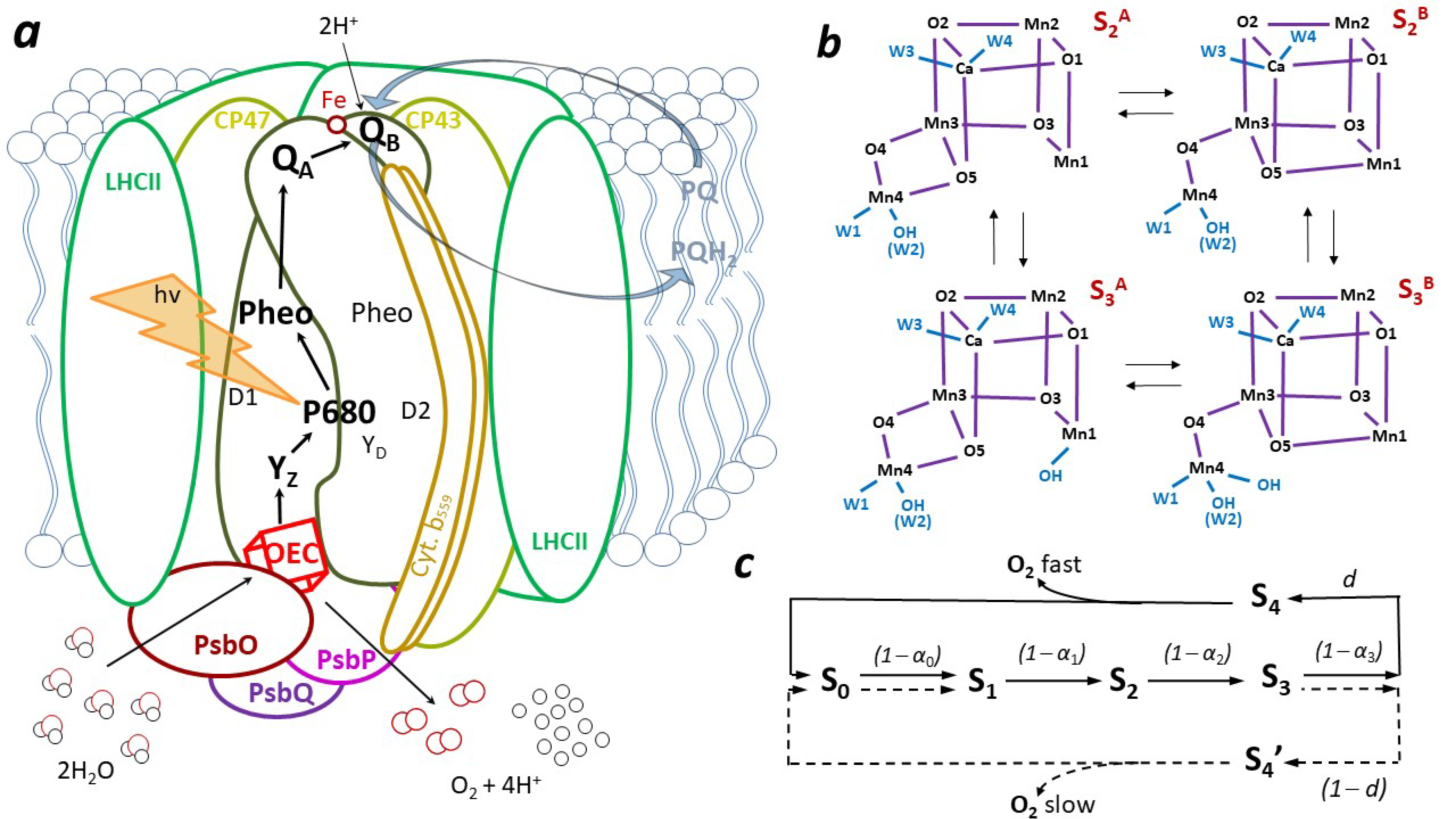 Cimb 46 00428 g001 Cimb 46 00428 g001