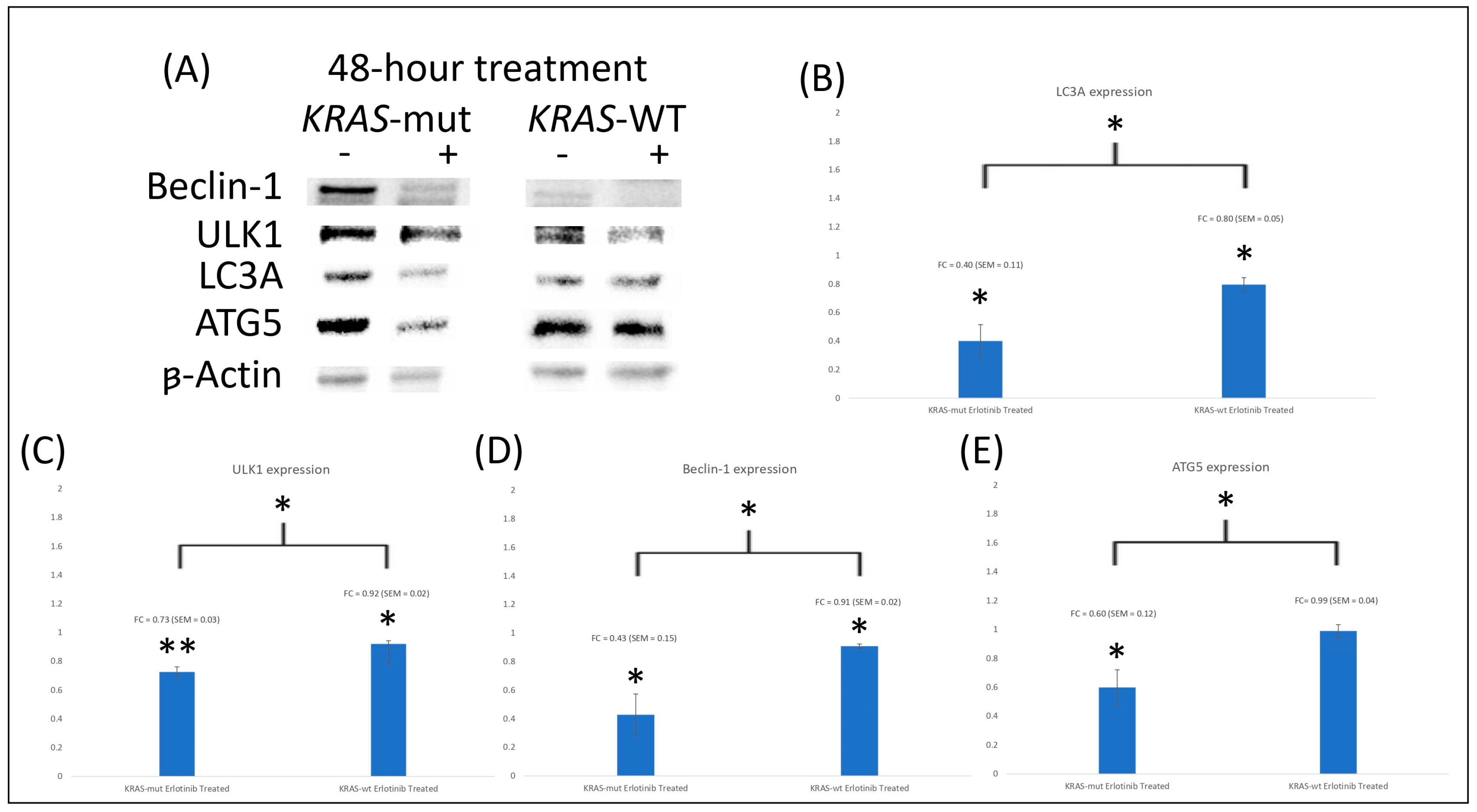 Erlotinib Treatment in Colorectal Cancer Suppresses Autophagy Based on KRAS  Mutation