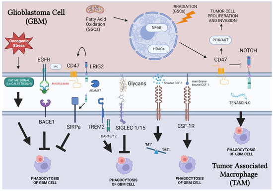 Phagocytosis Checkpoints in Glioblastoma: CD47 and Beyond