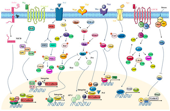 The Enigmas of Tissue Closure: Inspiration from Drosophila