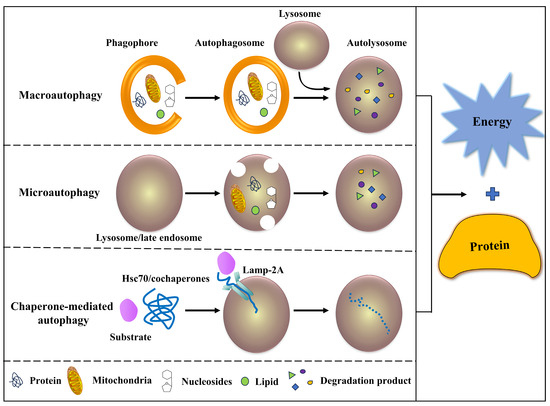 Autophagy: Are Amino Acid Signals Dependent on the mTORC1 Pathway or Independent?