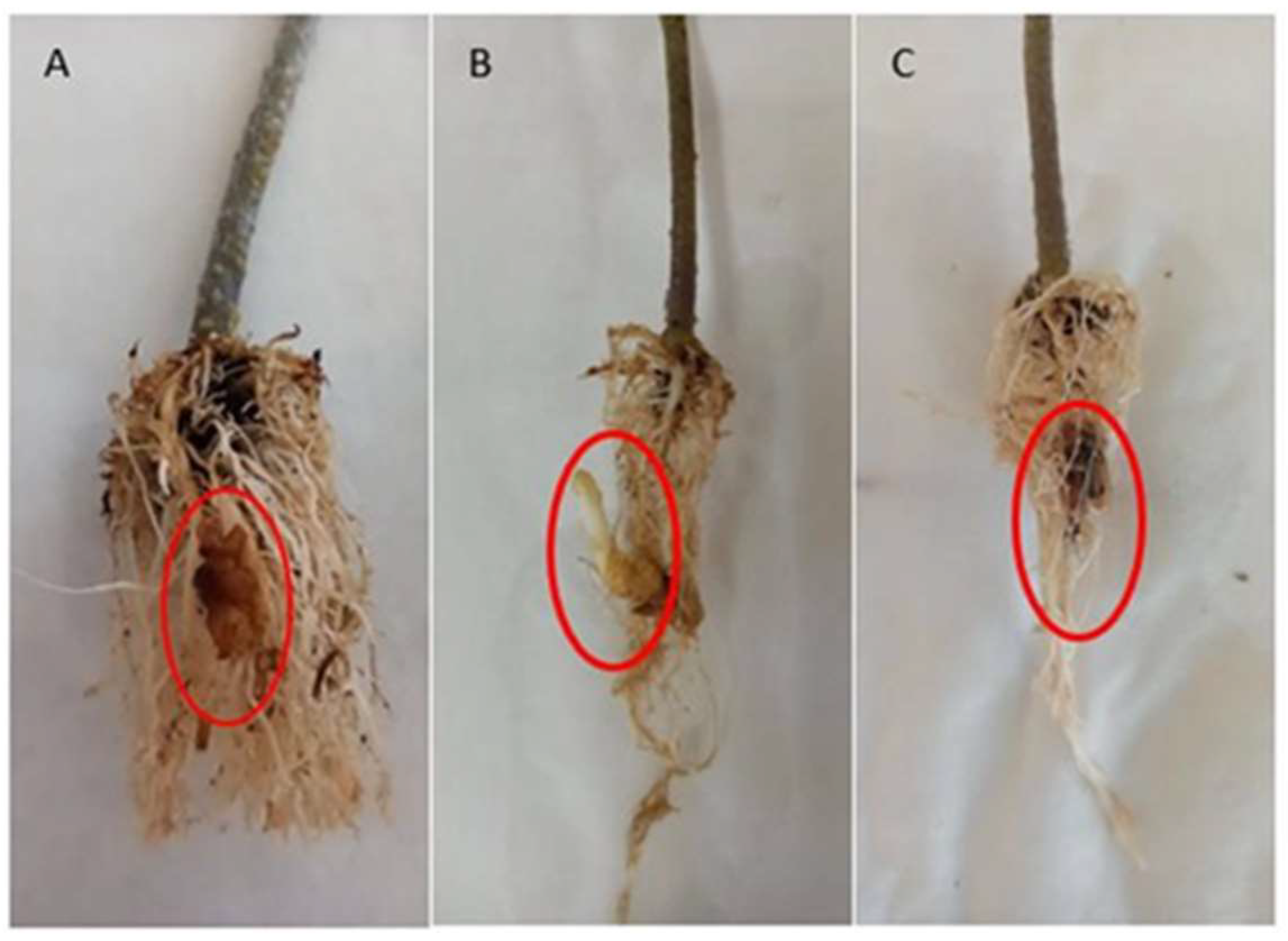 Cimb 46 00535 g001 Cimb 46 00535 g001