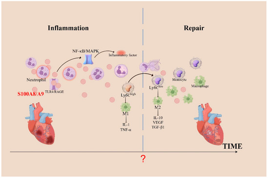 Unraveling the Mechanisms of S100A8/A9 in Myocardial Injury