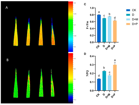 Exogenous Melatonin Modulates Photosynthesis and Antioxidant