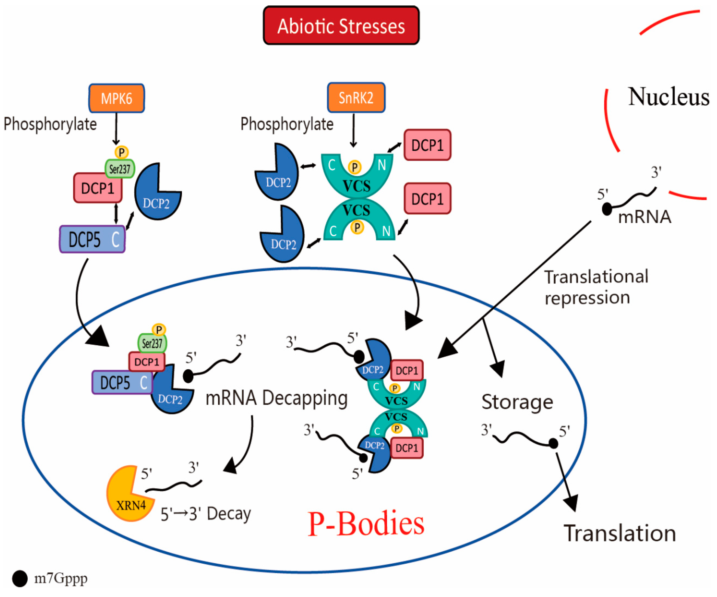lsm17 pimpandhost Exploring the Role of the Processing Body in Plant Abiotic Stress Response