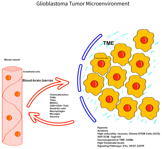 Glioblastoma Tumor Microenvironment: An Important Modulator