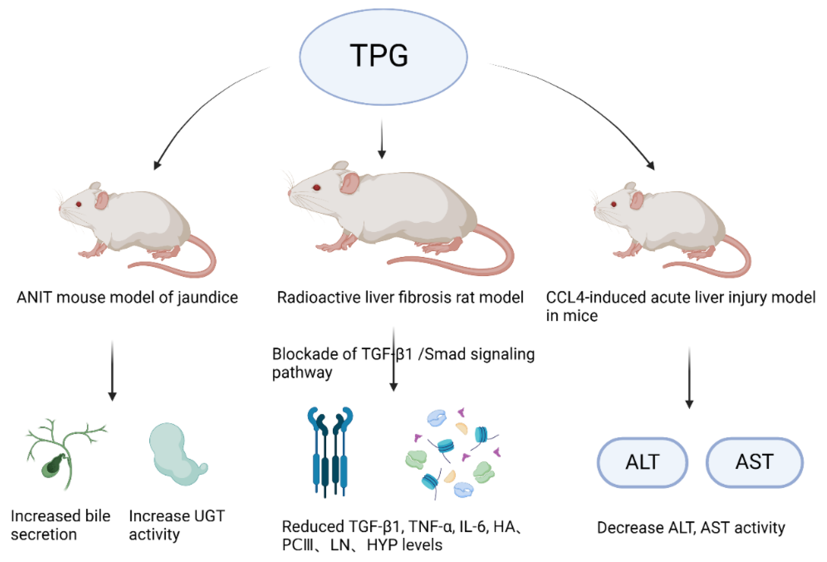 【Kartoon】 An Epigenetic Role of Mitochondria in Cancer