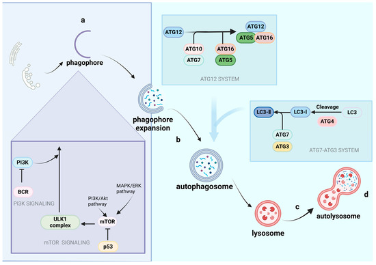 Gene Expression Regulation and the Signal Transduction of
