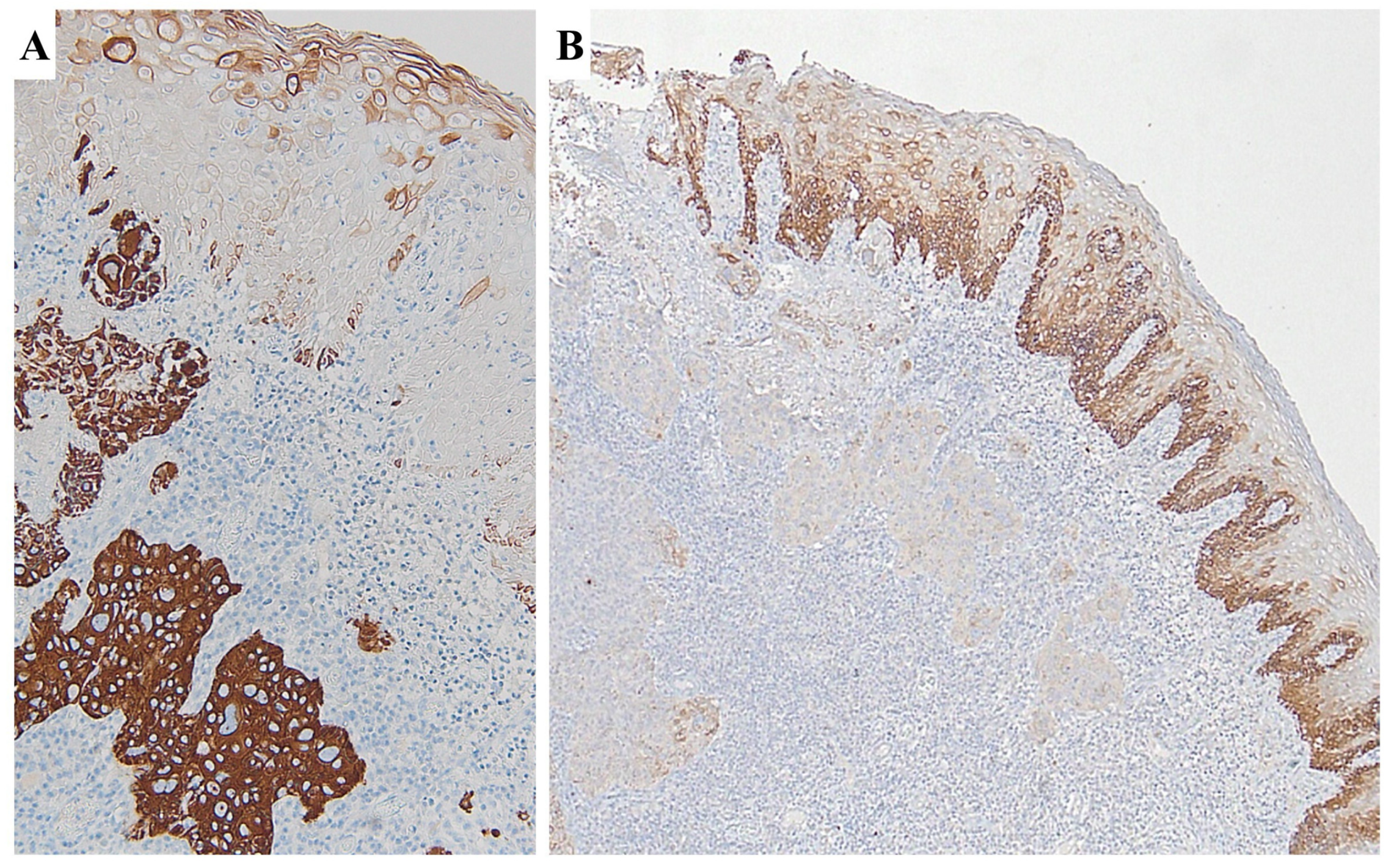 Cimb 46 00670 g006 Cimb 46 00670 g006