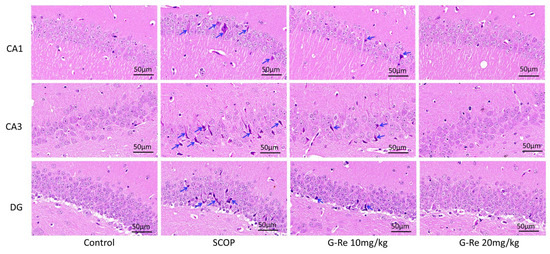 Ginsenoside Re Regulates Oxidative Stress through the PI3K