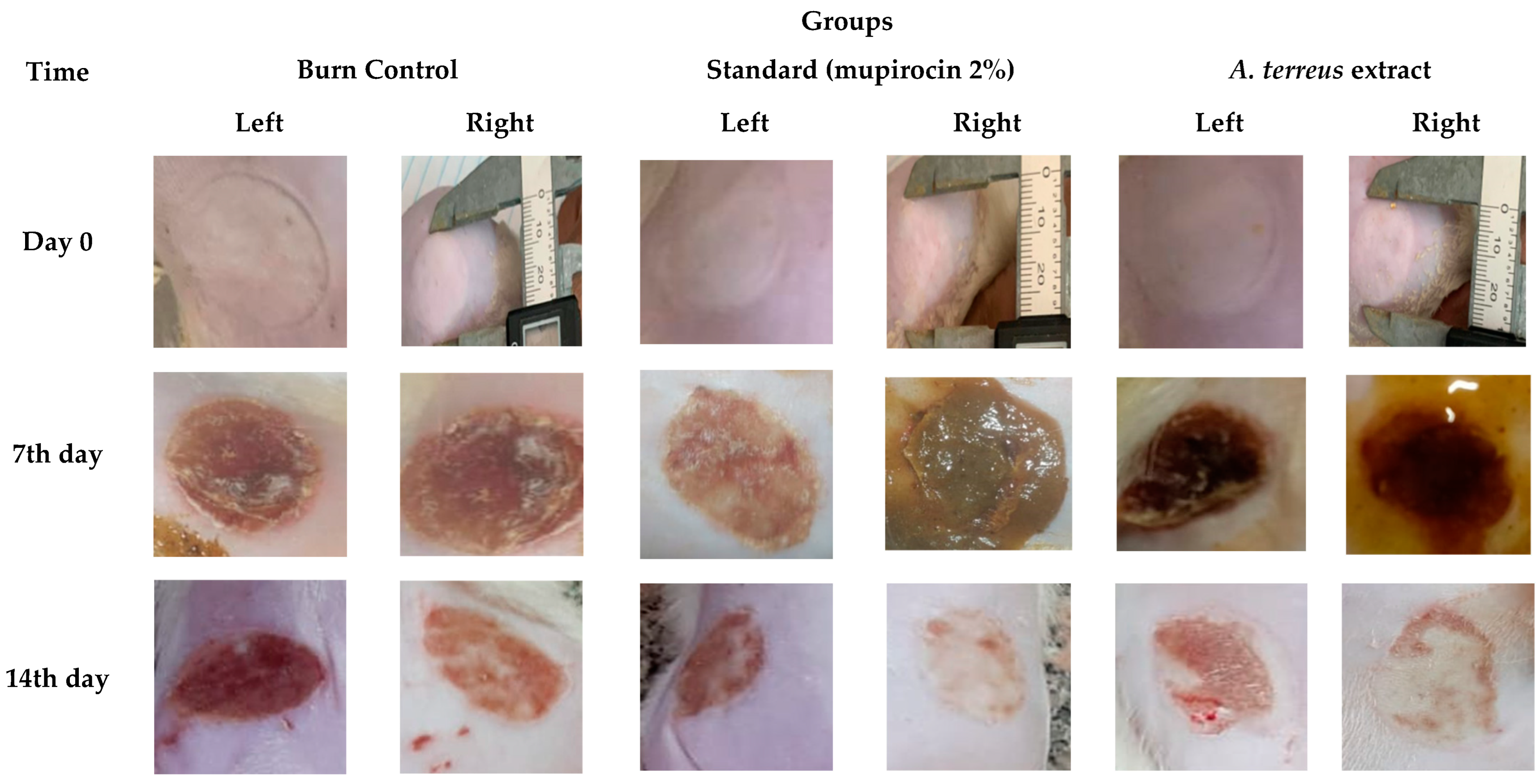 Cimb 46 00694 g002 Cimb 46 00694 g002