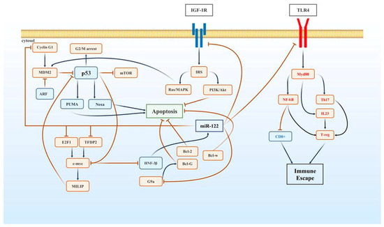 Dual Roles of microRNA-122 in Hepatocellular Carcinoma and