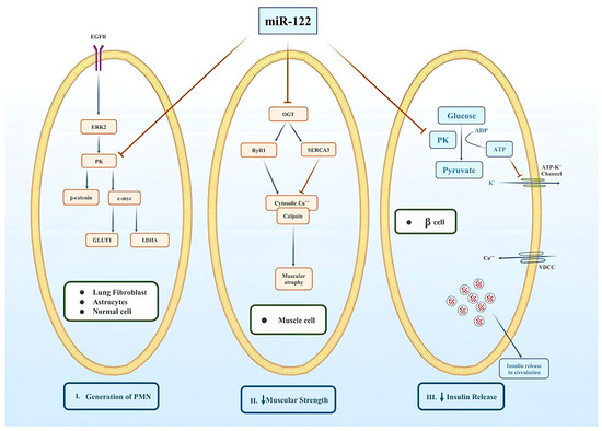 Dual Roles of microRNA-122 in Hepatocellular Carcinoma and Breast