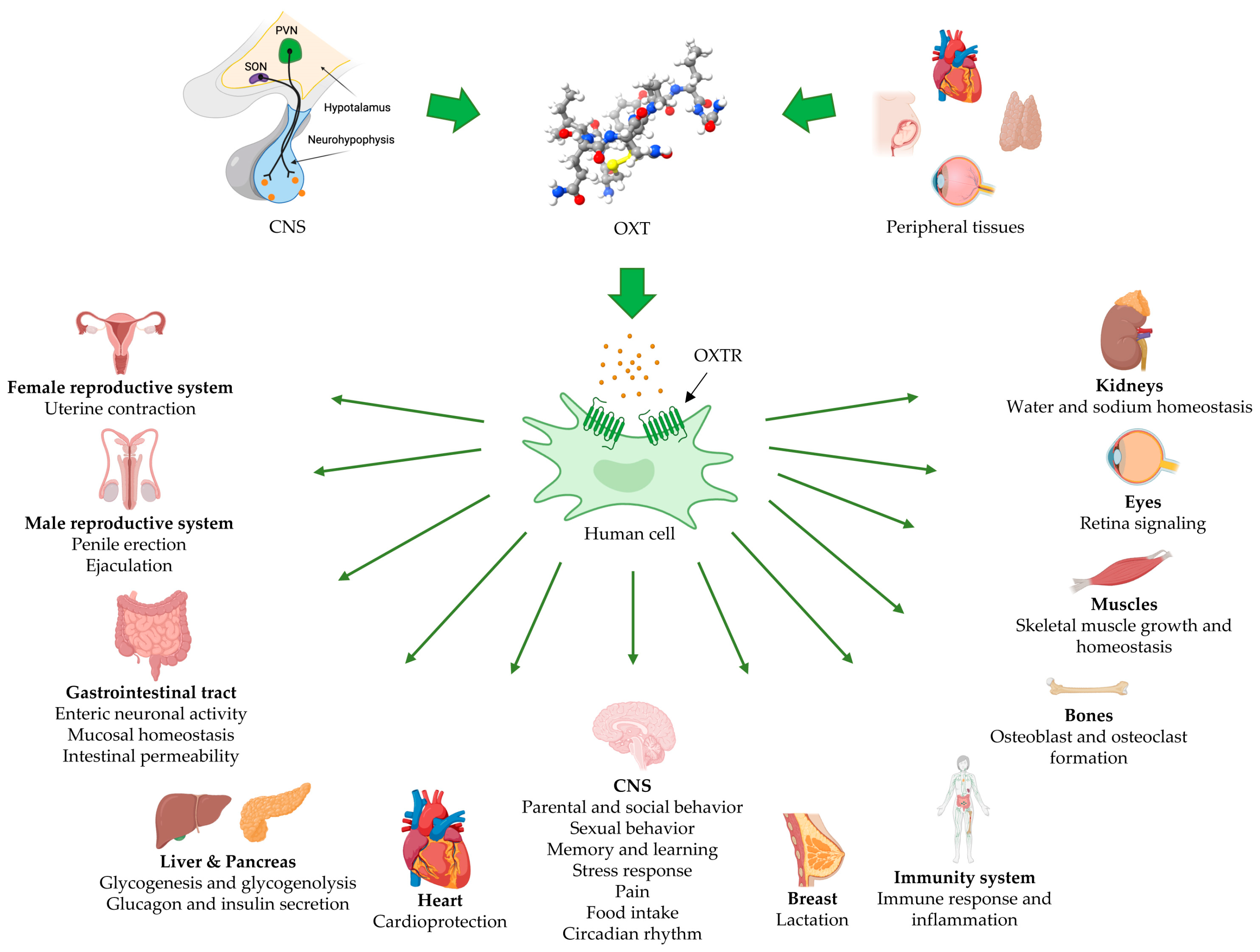 Cimb 46 00713 g001 Cimb 46 00713 g001