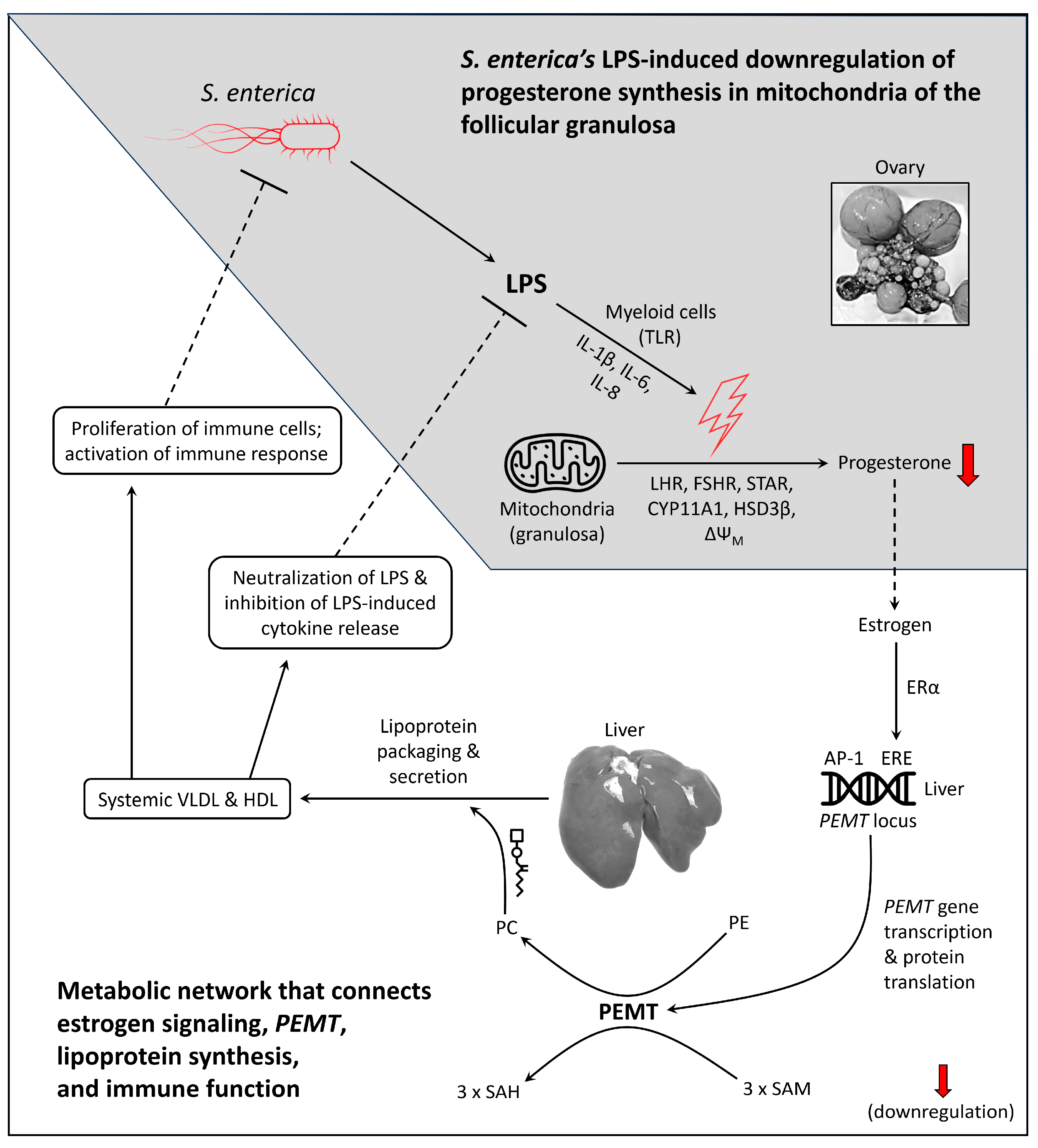 Cimb 46 00732 g002 Cimb 46 00732 g002