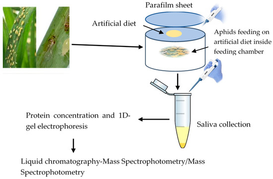 A Comprehensive Transcriptomic and Proteomics Analysis of