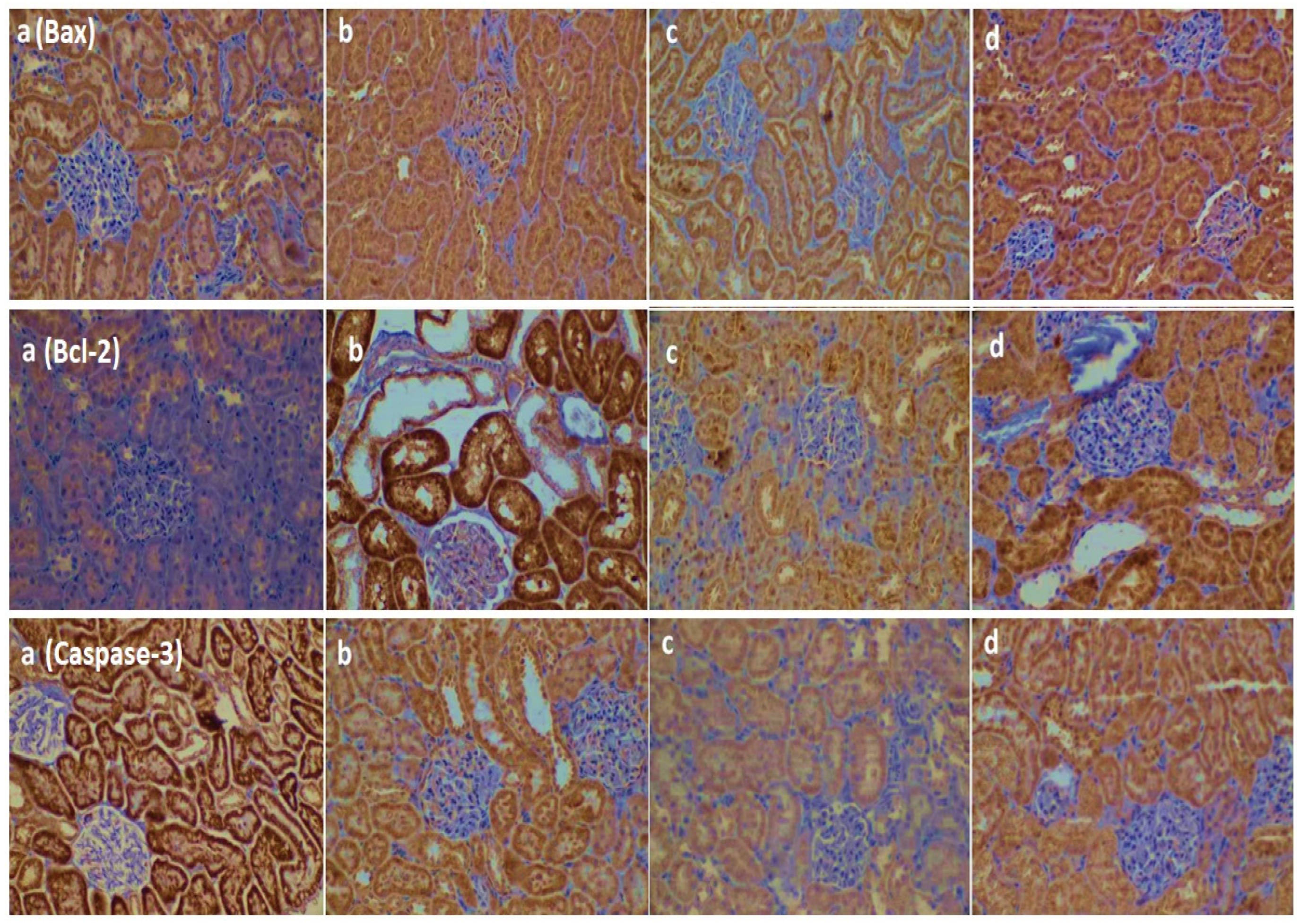 Cimb 46 00804 g002 Cimb 46 00804 g002