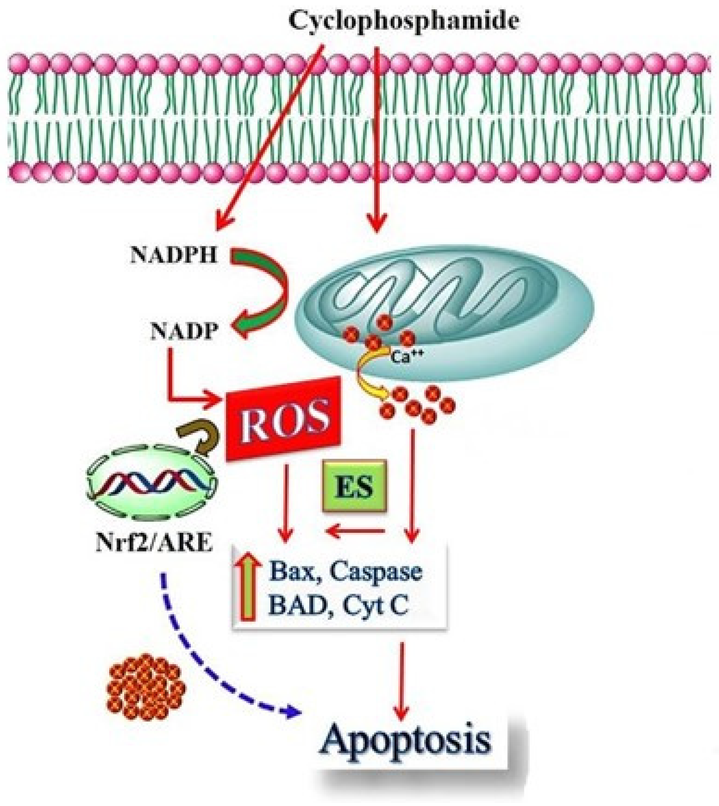 Cimb 46 00804 sch001 Cimb 46 00804 sch001