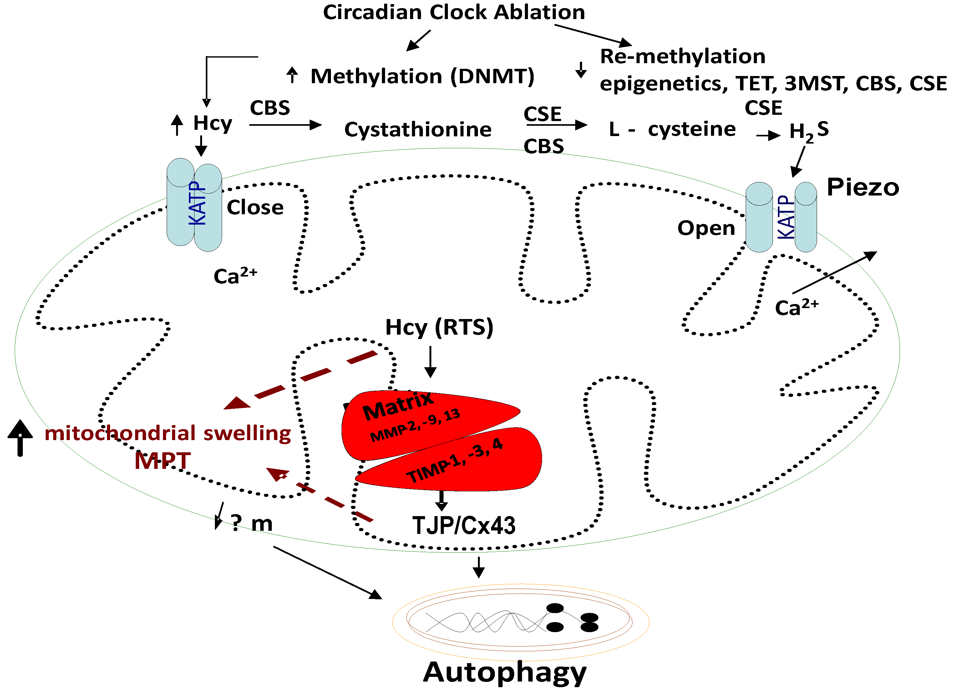 Cimb 46 00824 g004 Cimb 46 00824 g004