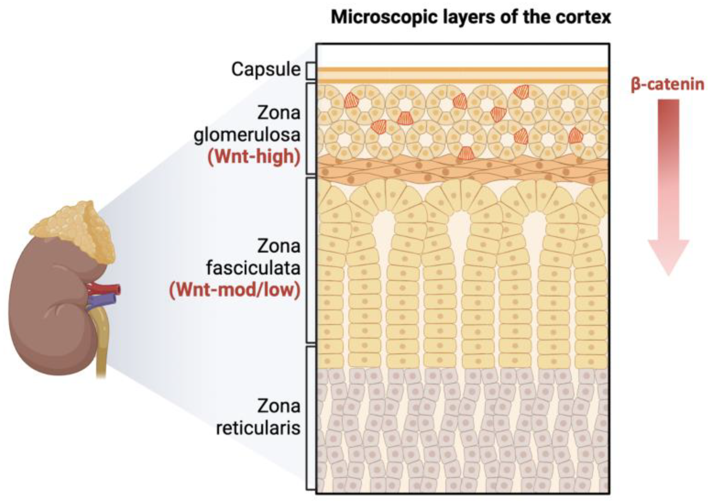 Cimb 46 00825 g001 Cimb 46 00825 g001