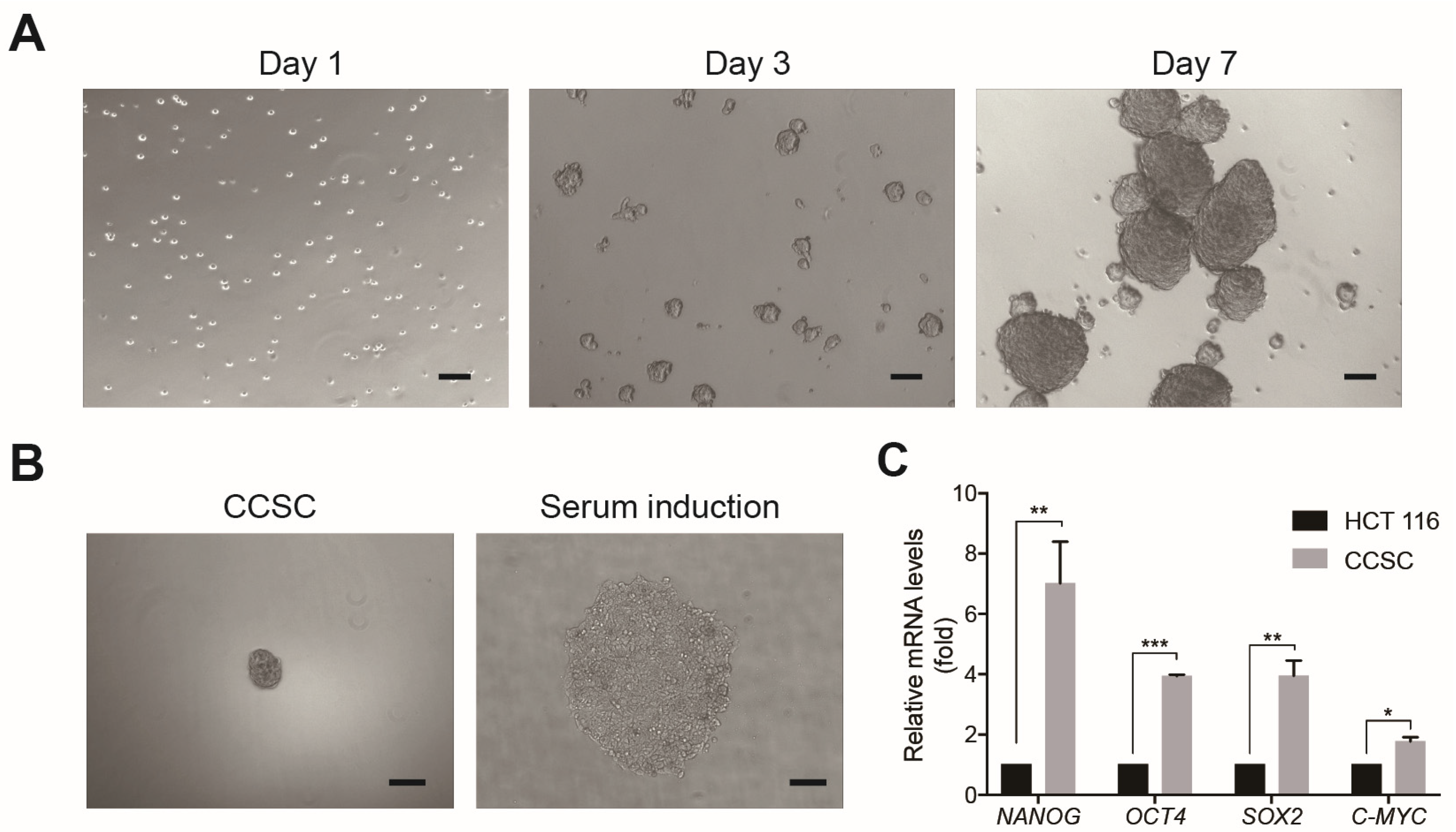 Silencing LY6K Suppresses CD44+ EpCAM+ HCT116 Human Colon