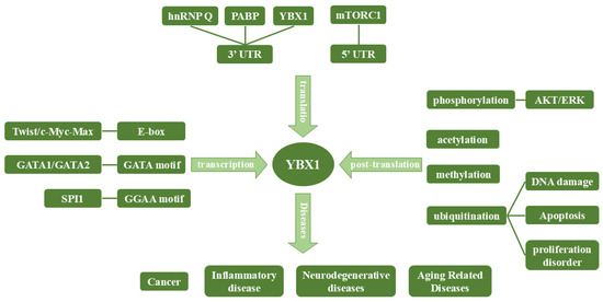 YBX1: A Multifunctional Protein in Senescence and Immune YBX1: A Multifunctional Protein in Senescence and Immune