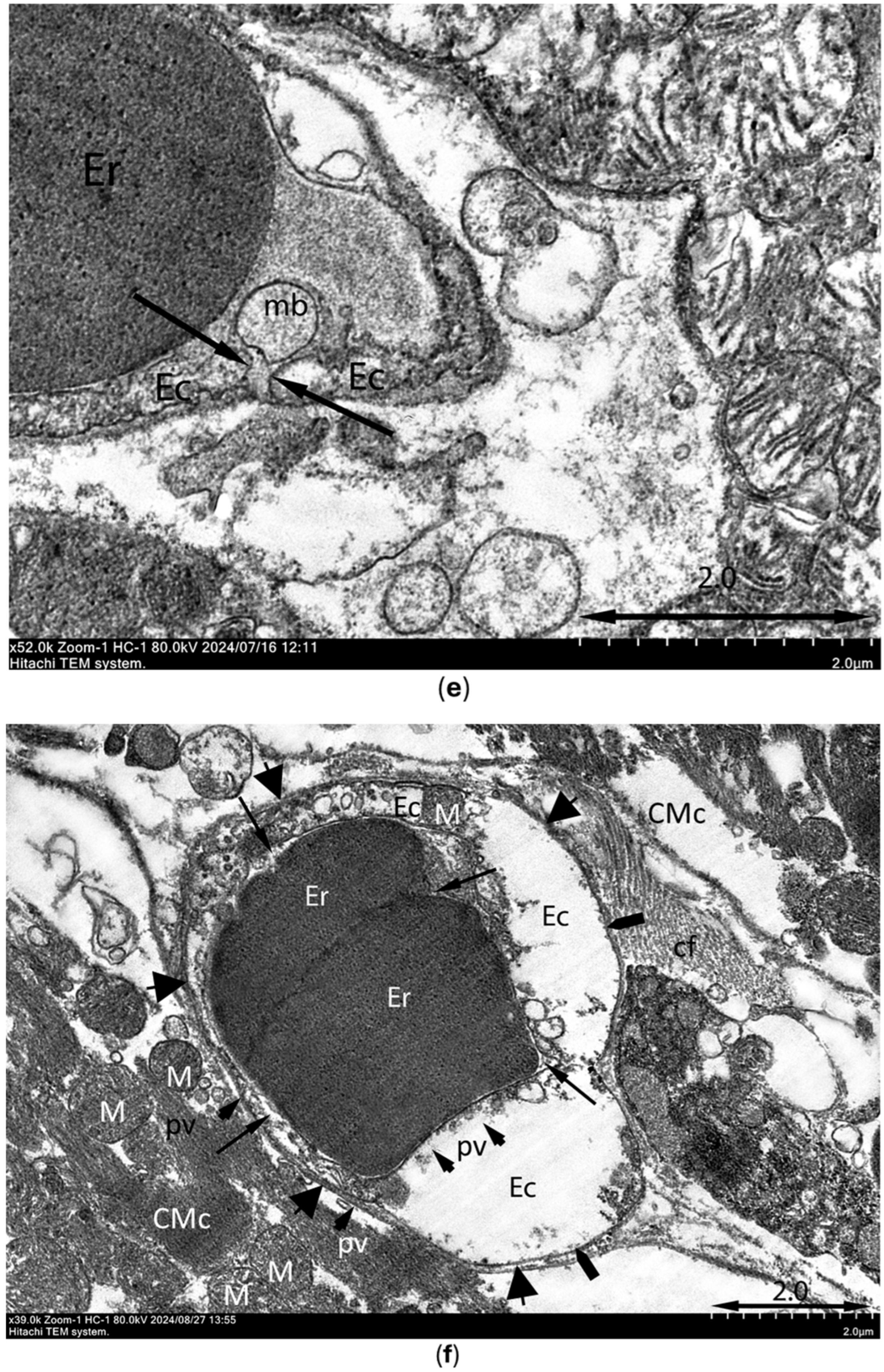 Cimb 47 00033 g012c Cimb 47 00033 g012c