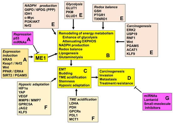 Significance of Malic Enzyme 1 in Cancer: A Review