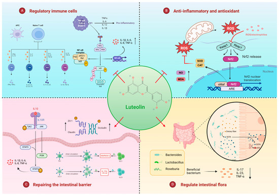 Luteolin in Inflammatory Bowel Disease and Colorectal Cancer: A Disease ...