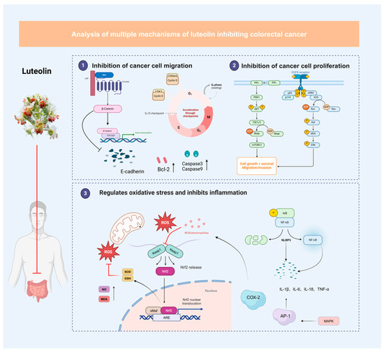 Luteolin in Inflammatory Bowel Disease and Colorectal Cancer: A Disease ...