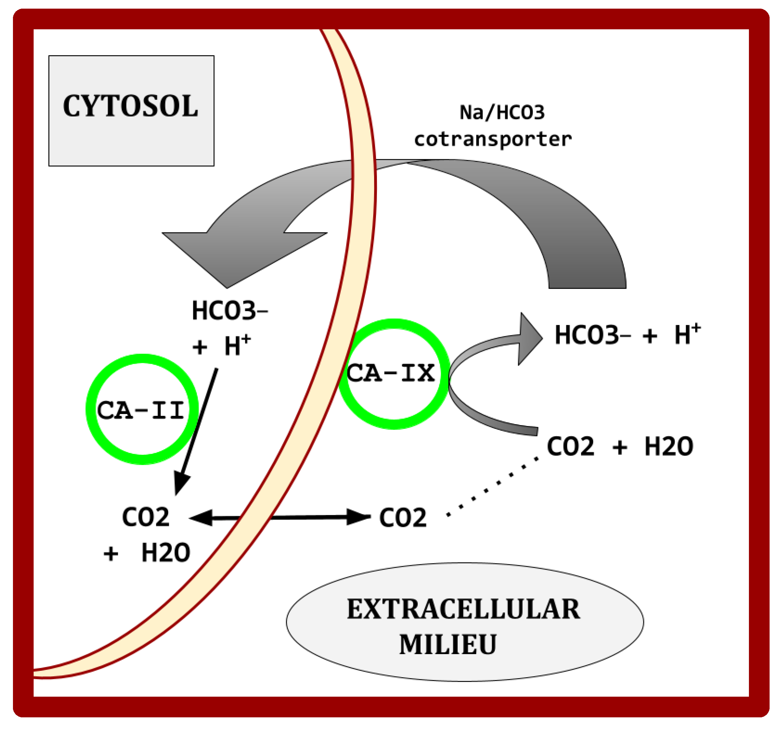 Cimb 47 00153 g002 Cimb 47 00153 g002