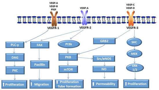 Vascular Endothelial Growth Factor Receptors in the Vascularization of ...