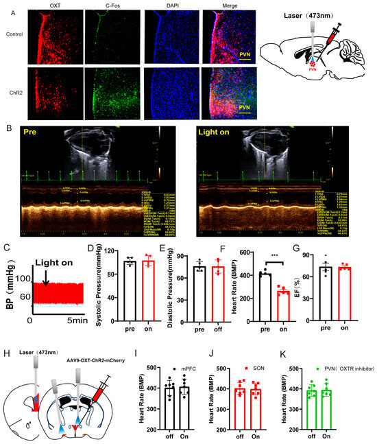 The Role of Oxytocin Neurons in the Paraventricular Nucleus in